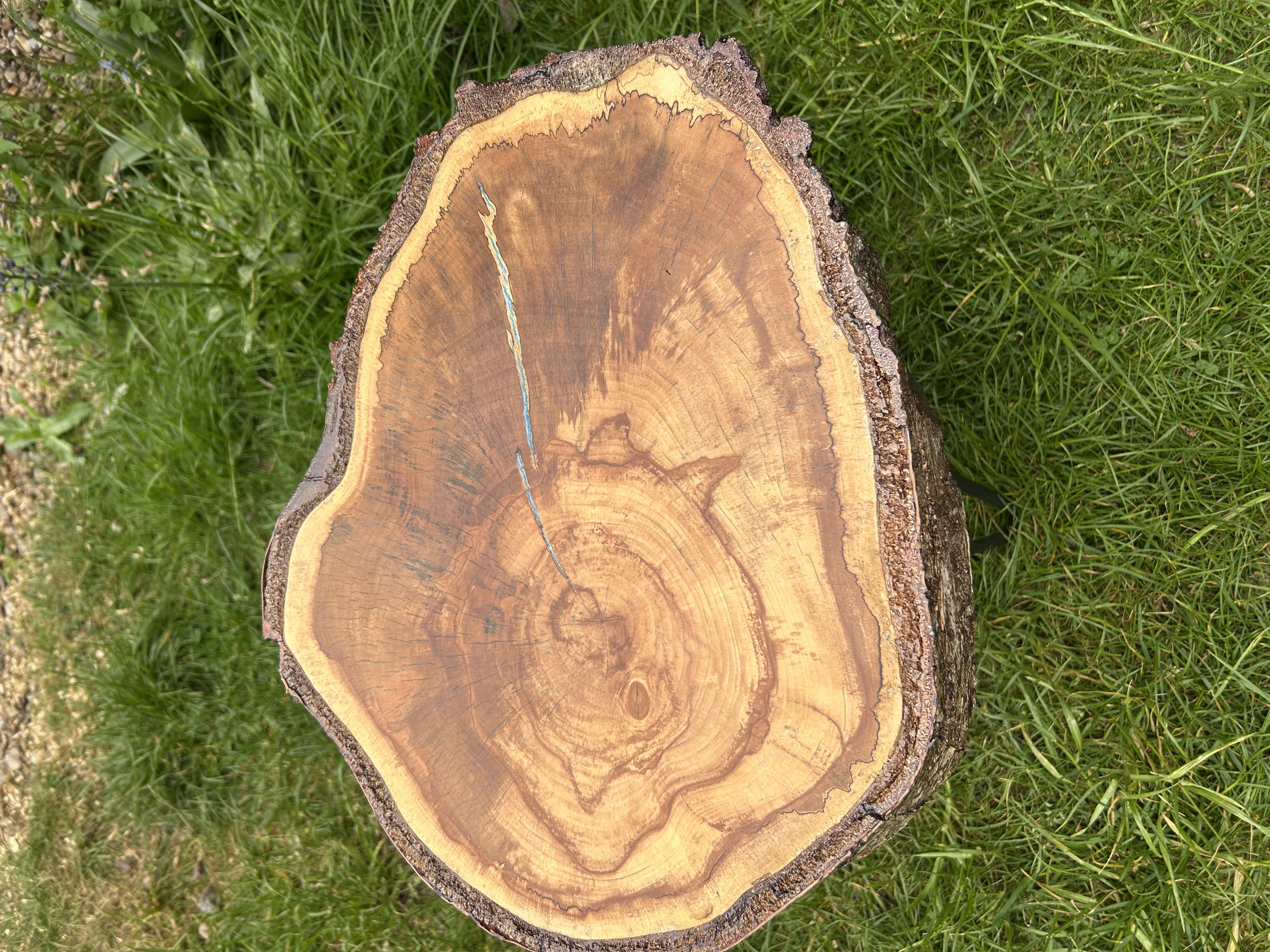 Silver Birch Spalting Table - Image 1